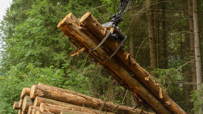 Skogmaskin plukker opp trestokker