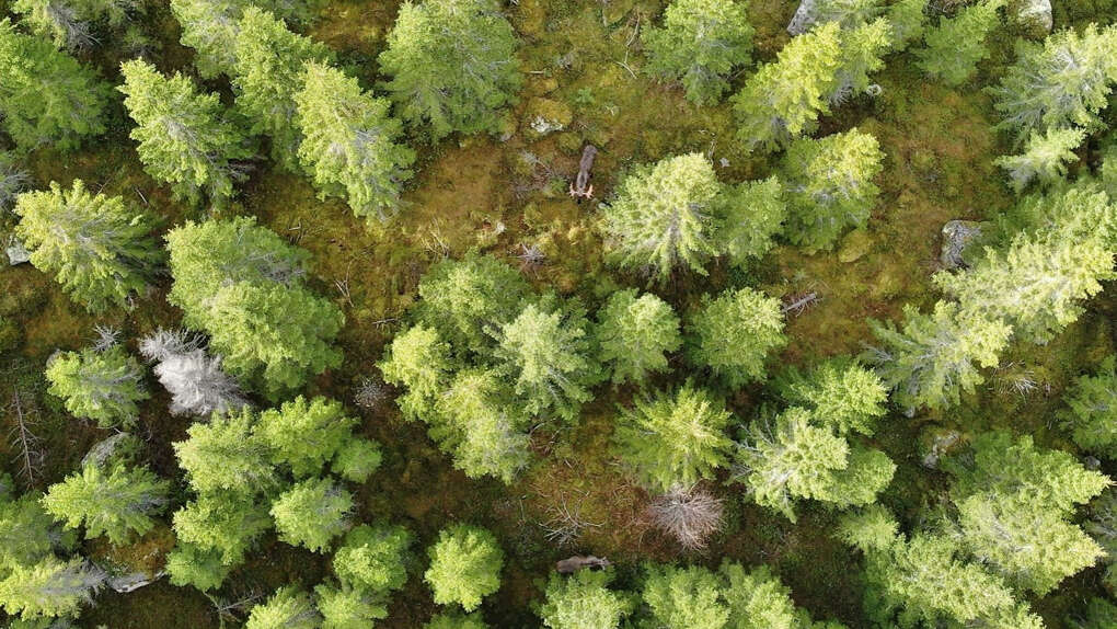 Skog sett fra lufa