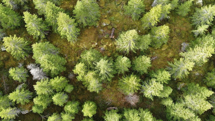 Skog sett fra lufa