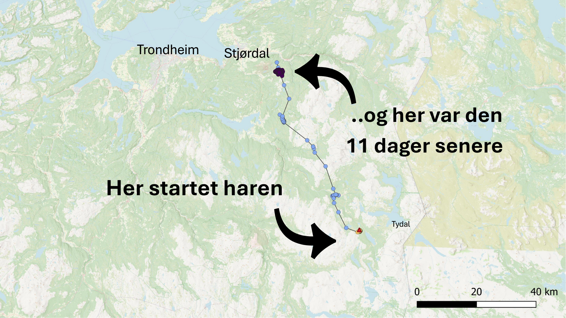 Kart over harens ferd