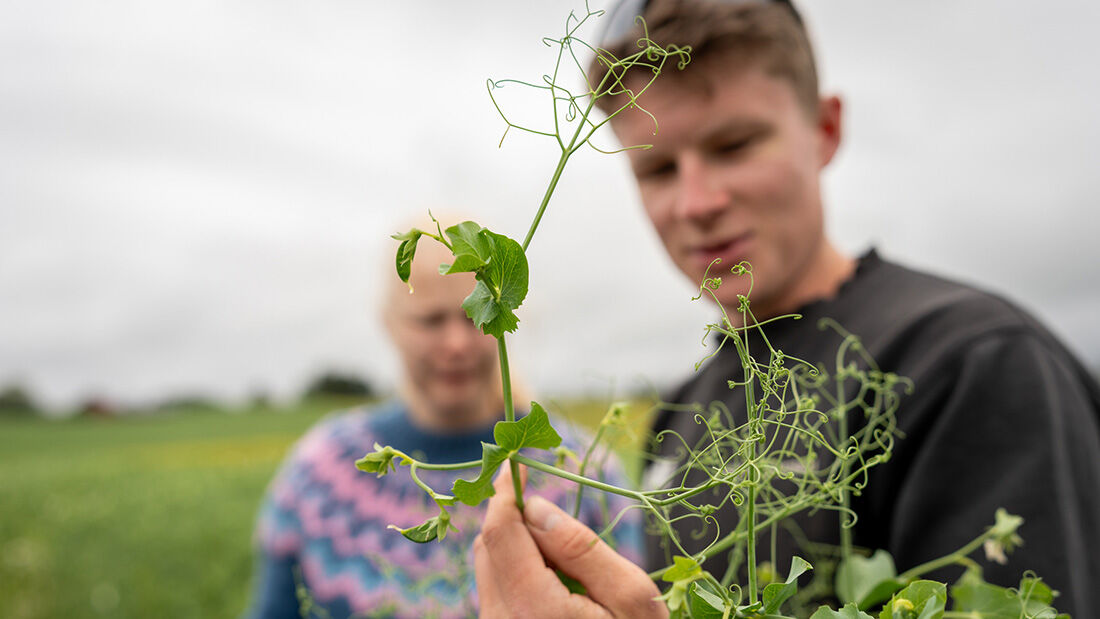 Mannlig student som undersøker en plante.