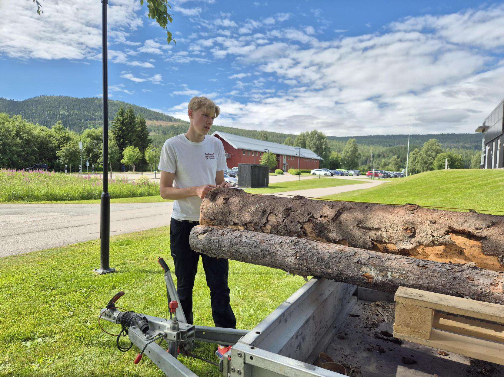 En ungdomsgutt måler lengden på den største av to tømmerstokker som ligger på en henger. Blå himmel og grønn plen rundt. 