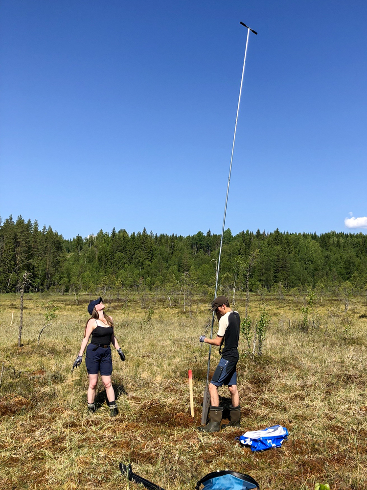 Stag som stikkes ned i myra