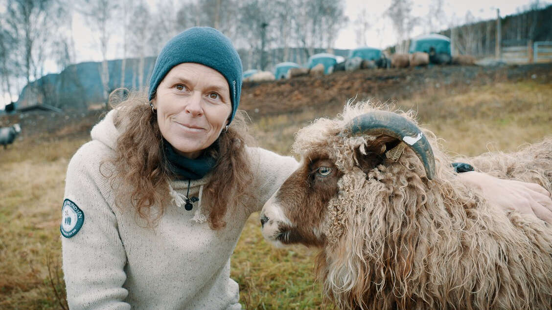 Dronebilde av saueflokk