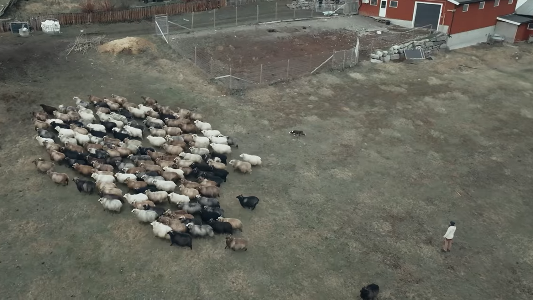 Dronebilde av saueflokk