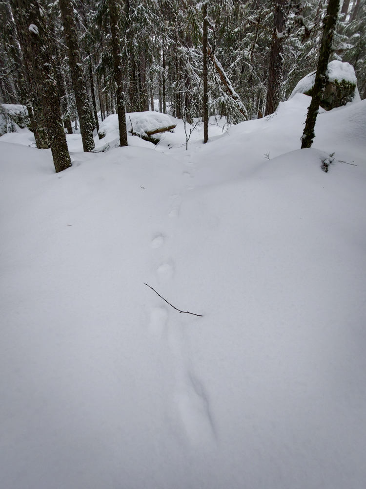Spor i snøen 