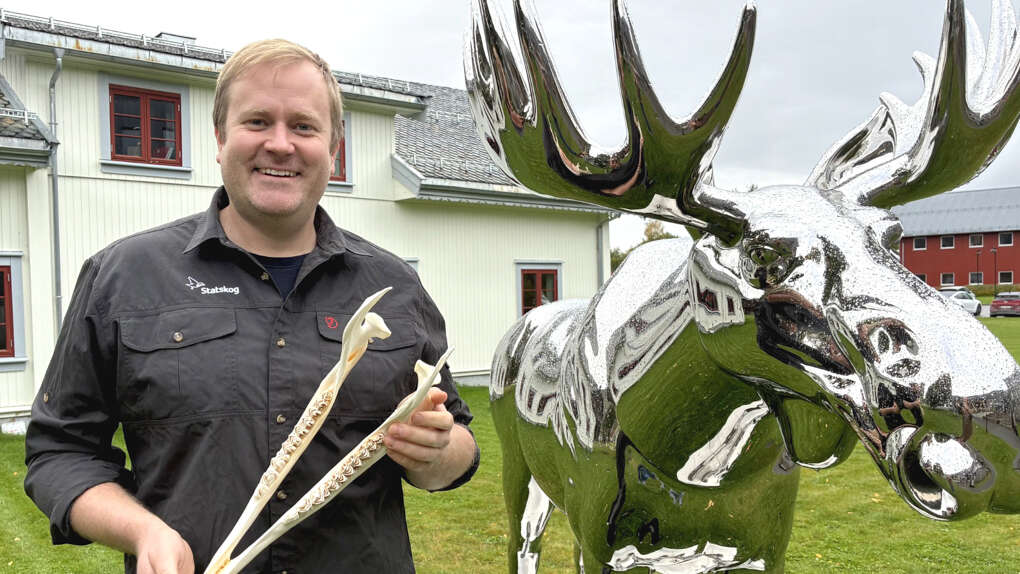 Mann med elgkjeve i hånden foran elgskulptur