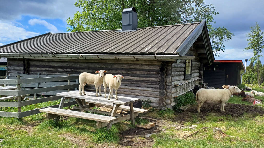 Sau rundt et seterhus