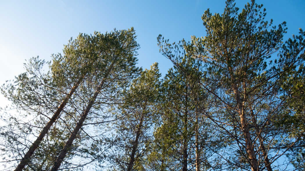 Tretopper i furuskog 