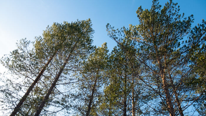 Tretopper i furuskog 