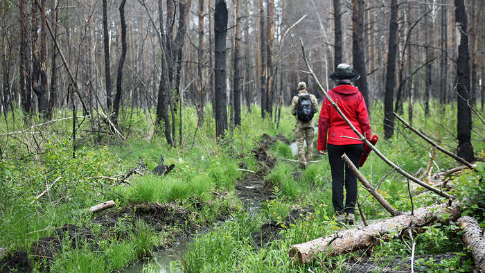To personer som går ute i skogen som del av et forskningsprosjekt. 