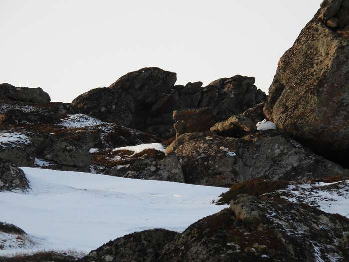 Kvinne tar bilde av elg med gps-halsbånd i furuskog