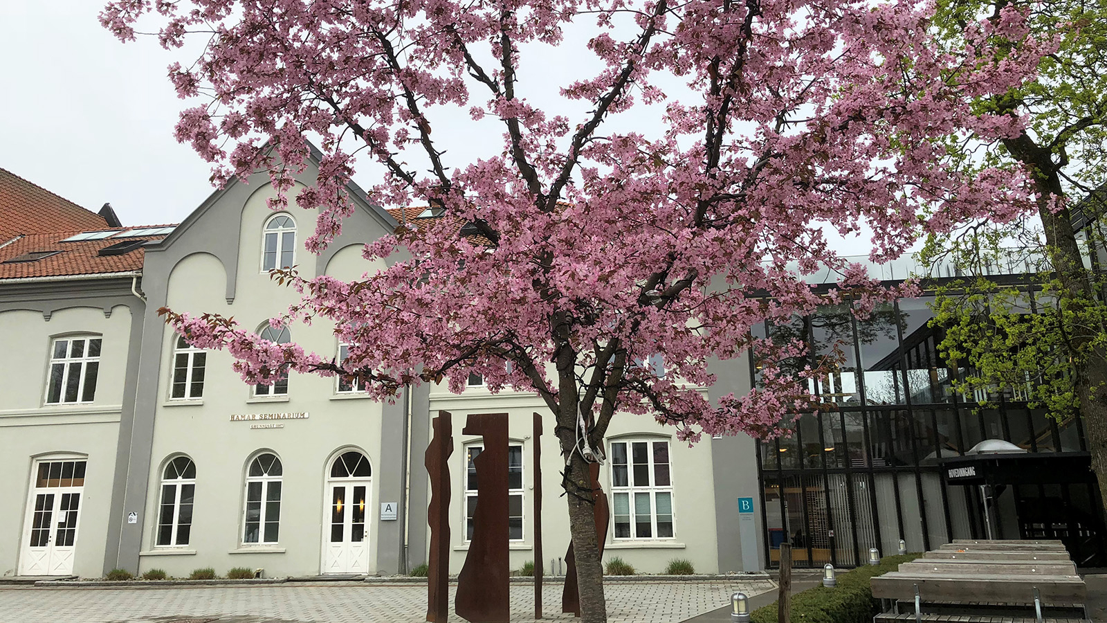 Bilde av studiested Hamar med et blomstrende tre i forgrunnen.