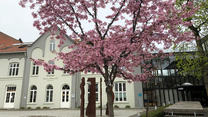Bilde av studiested Hamar med et blomstrende tre i forgrunnen.