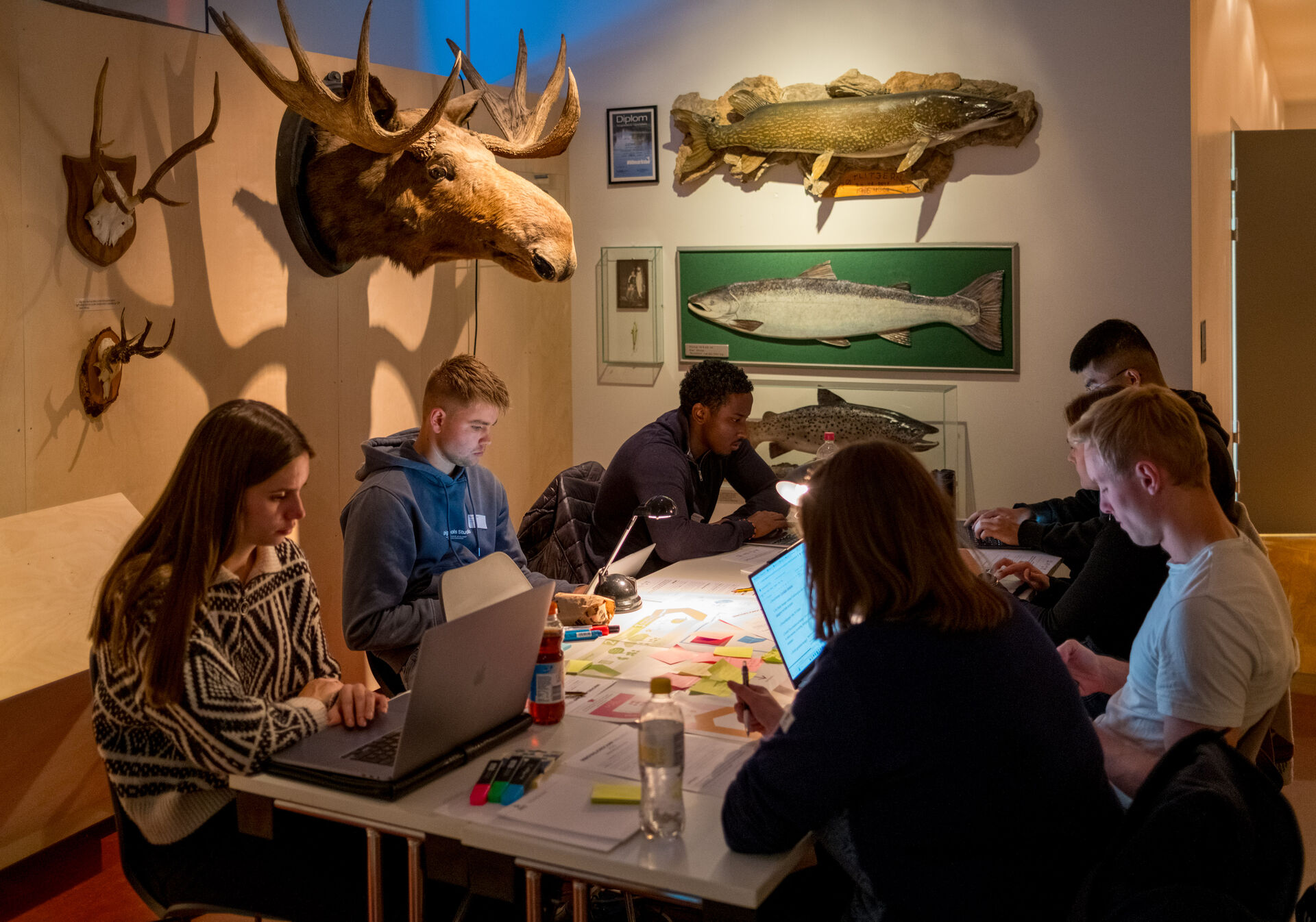 En gruppe studenter sitter rundt et bord inne på museet og jobber blant utstoppede dyr, blant annet et elghode på veggen. 