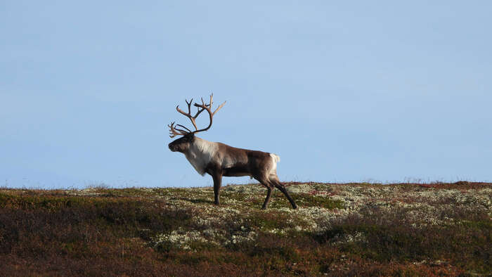 flokk med villrein beiter i fjellet på gress og mose dekket med flekker med snø